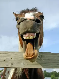 $laughing_horse.webp