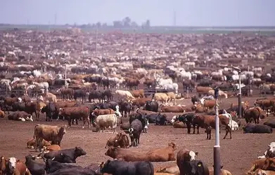 $cow factory.webp