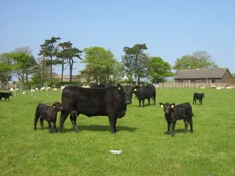 $farm-cows-bungalow.webp