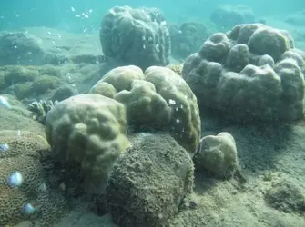 $corals.webp