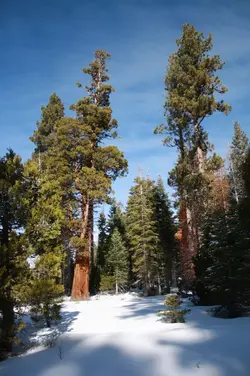 $cathedral of trees.webp