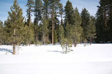 $virgin snow.webp