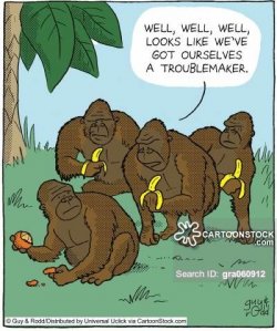 animals-gorilla-troublemaker-troublemaking-apes-monkeys-gra060912_low.jpg