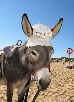 $donkey-a-hat-thumb3018392.jpg