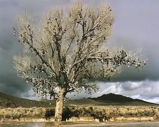 $shoe tree.webp