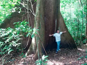 $tanitree.webp