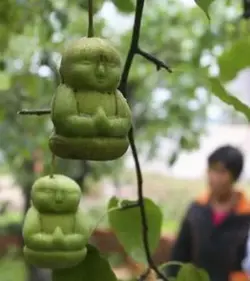 $buddha pears.webp