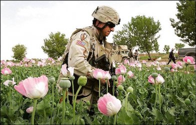 $us-soldier-in-opium-field.jpg