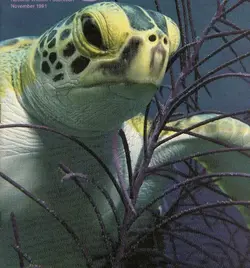 $SeaTurtleHead-anim077.webp