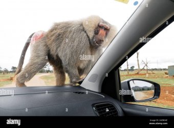 huge-baboon-sitting-on-a-car-window-in-mallorca-safari-zoo-spain-2AEBGXE.jpg