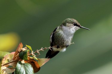 Vervain_hummingbird_(Mellisuga_minima).jpg