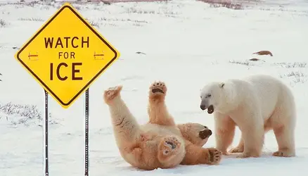 slipping polar bears.webp