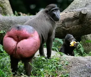 red ass baboon.webp