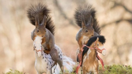 CT_squirrels_on_horse_01_as_160527_16x9_992.jpg