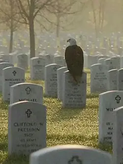 Eagle Memorial day.webp
