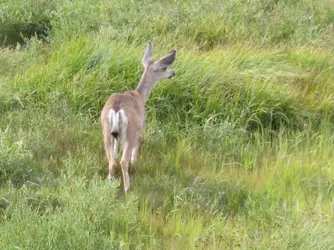 DEER02.webp DEER02.webp