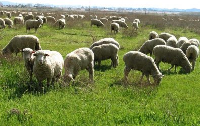 $sheep_in_pasture.jpg