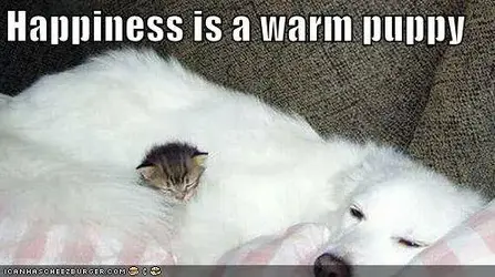 $pets2.webp