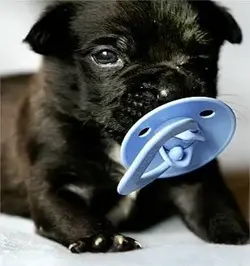 $pets6.webp