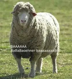 $sheep copy.webp