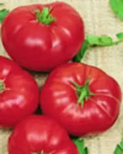 $tomato_boxcarwillie larger.webp