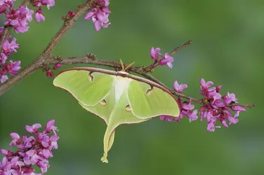 $Luna_Moth,_Texas free desktop image.webp
