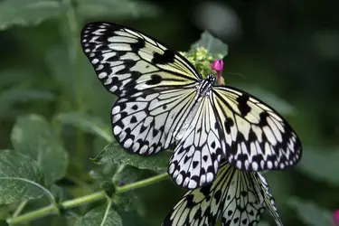 $pacific-science-center-butterfly.webp
