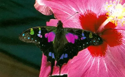 $Graphium weiski, Purple Mountain Butterfly, New Guinea.webp