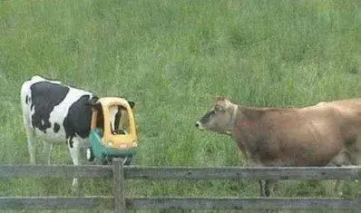$91-cows-are-stupid.webp