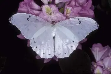 $Morpho polyphemus Montreal Insectarium 29102 100 Butterflies.webp