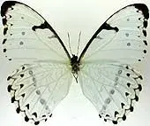 $Morpho_catenaria.webp