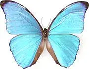 $Morpho amathonte.webp