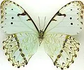 $Morpho_catenaria_v.webp