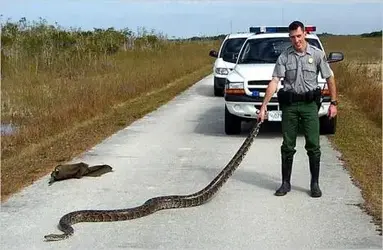 $python_florida.webp