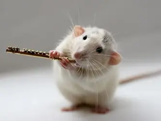 $talented-rats4.webp $talented-rats4.webp