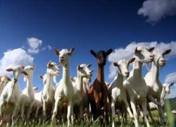 $Goat herder legislation.jpg
