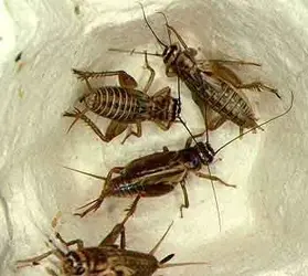 groupcrickets.webp groupcrickets.webp