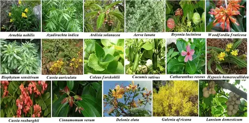 Various-medicinal-plants-utilized-in-green-synthesis-of-AgNPs-and-AuNPs-for-wound-healing.webp
