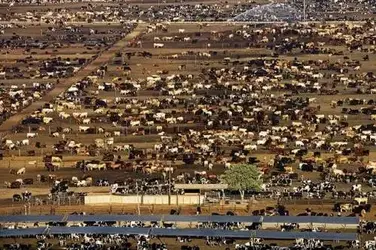 $feedlot.webp