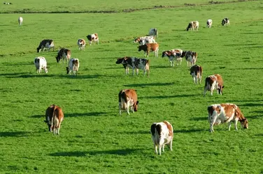 $cows-grazing.webp