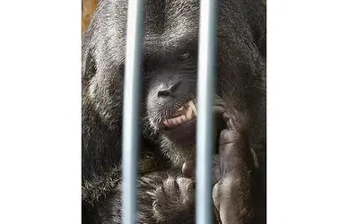 $gorilla-cage_1012874i.webp