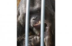 $gorilla-cage_1012874i.jpg