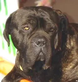 $bullmastiff.webp