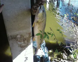 $Big monster redfish.webp