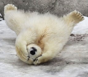 $polar-bear-cub_1786691i.jpg