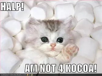$funny-pictures-cat-is-not-a-marshmallow.webp