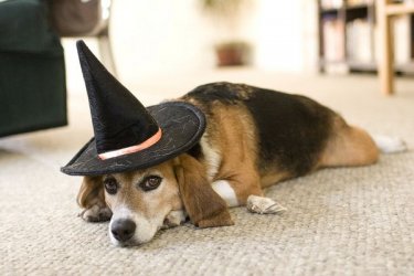$Halloween-dog-witch.jpg