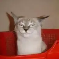 LawKitteh