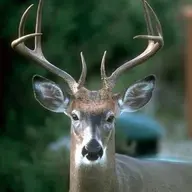 Michigan Swampbuck