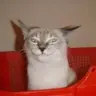 LawKitteh